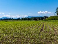 Junges Maisfeld nahe Iffeldorf mit Bergblick